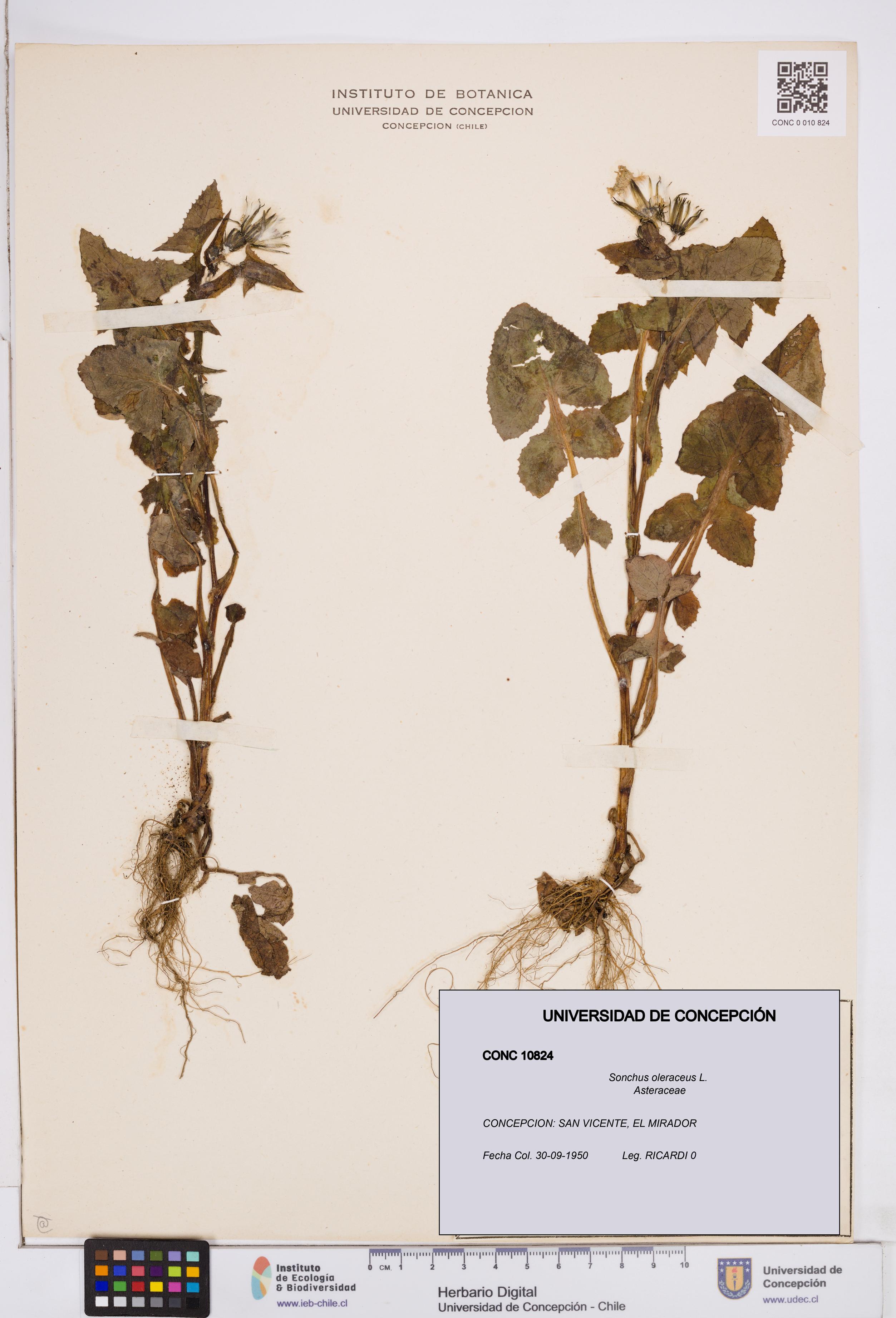 Sonchus oleraceus [Espécimen: ]