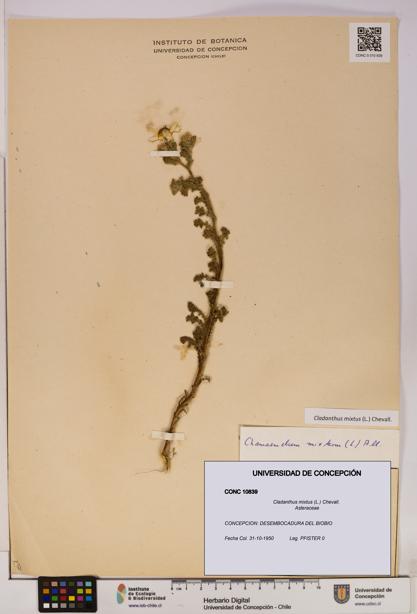 Cladanthus mixtus [Espécimen: UDEC:CONC:0010839]