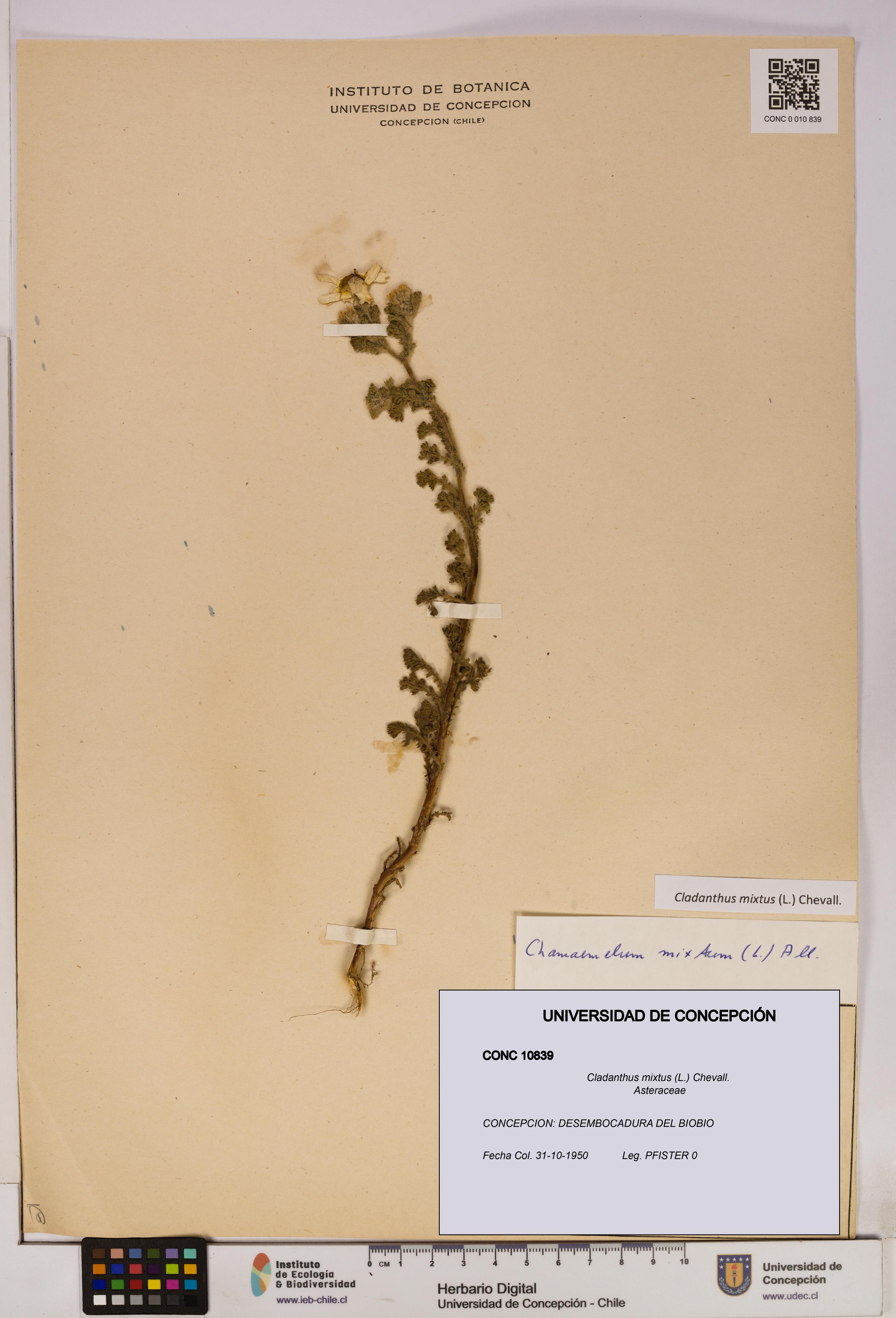 Cladanthus mixtus [Espécimen: UDEC:CONC:0010839]