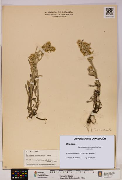 Gamochaeta americana [Espécimen: UDEC:CONC:0010850]