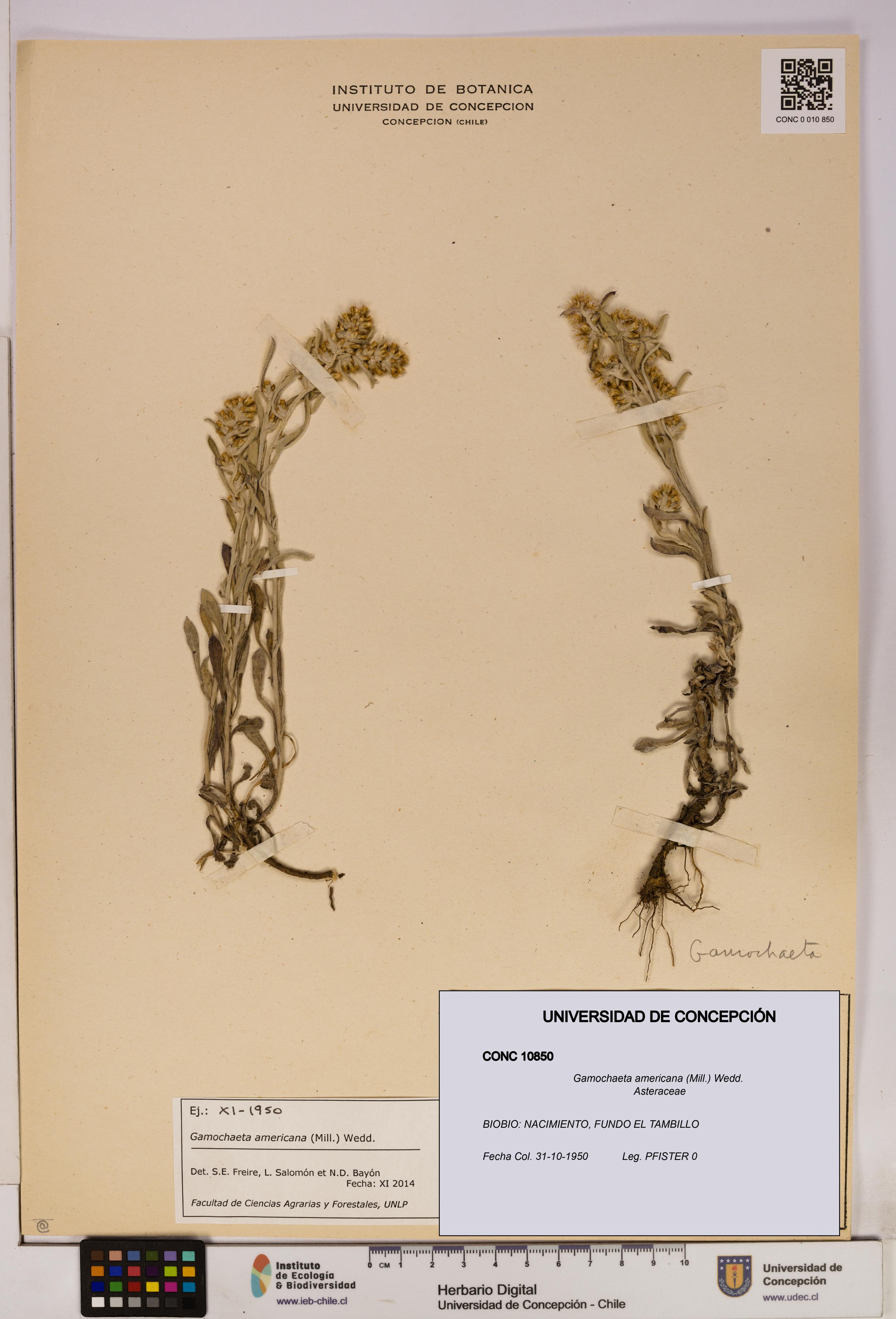 Gamochaeta americana [Espécimen: UDEC:CONC:0010850]