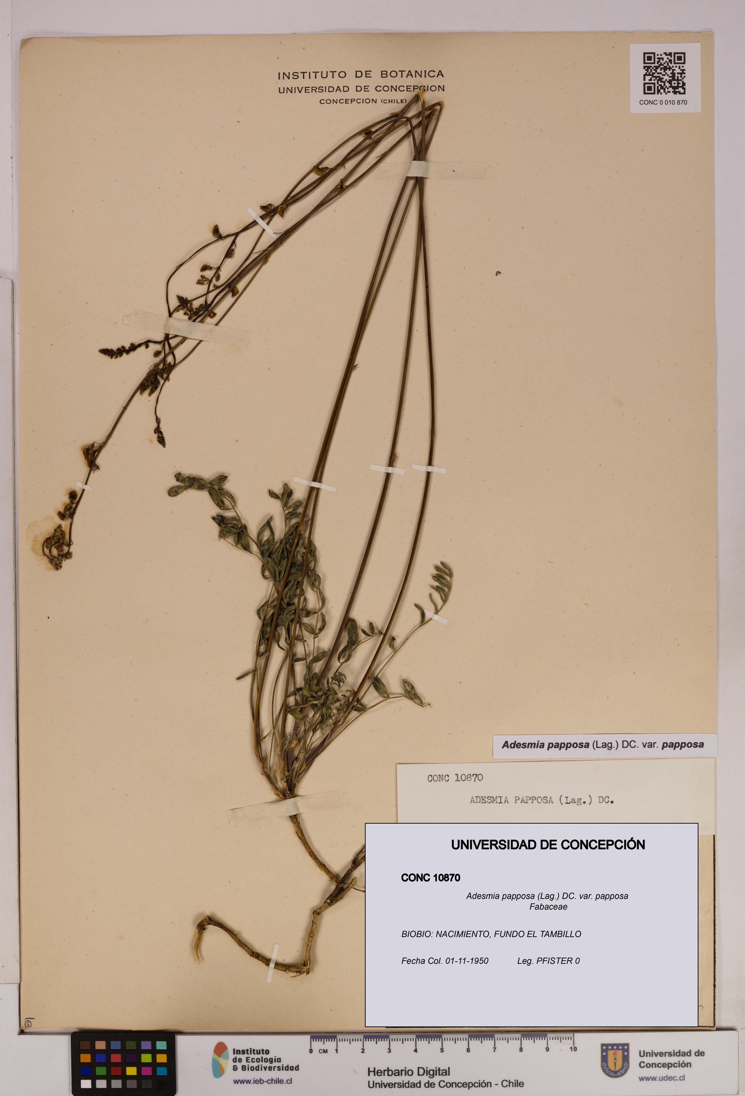 Adesmia papposa var. papposa [Espécimen: UDEC:CONC:0010870]