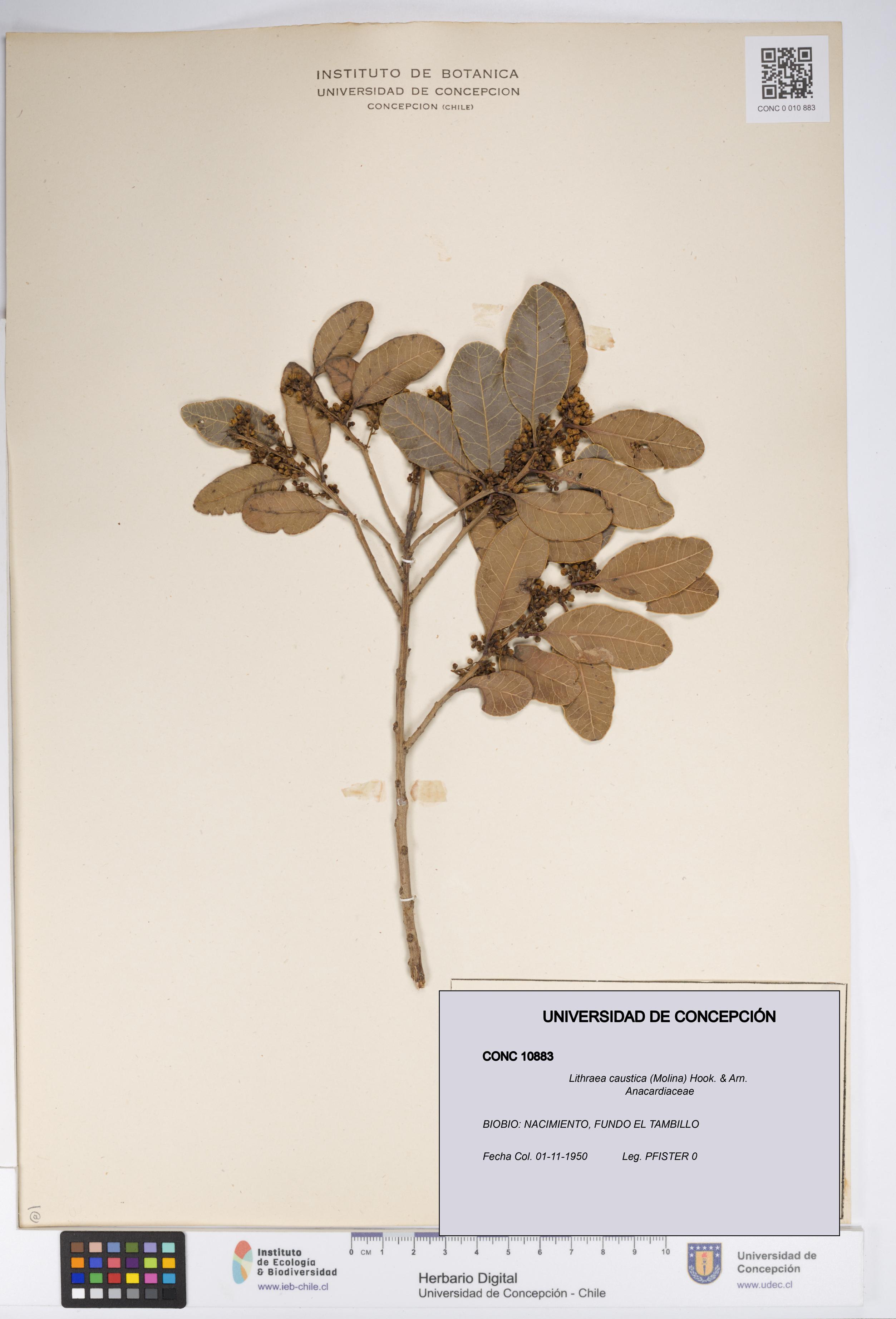 Lithraea caustica [Espécimen: UDEC:CONC:0010883]