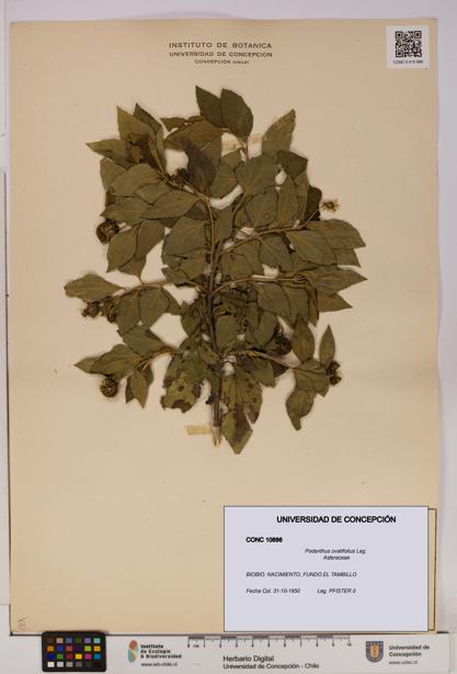 Podanthus ovatifolius [Espécimen: ]
