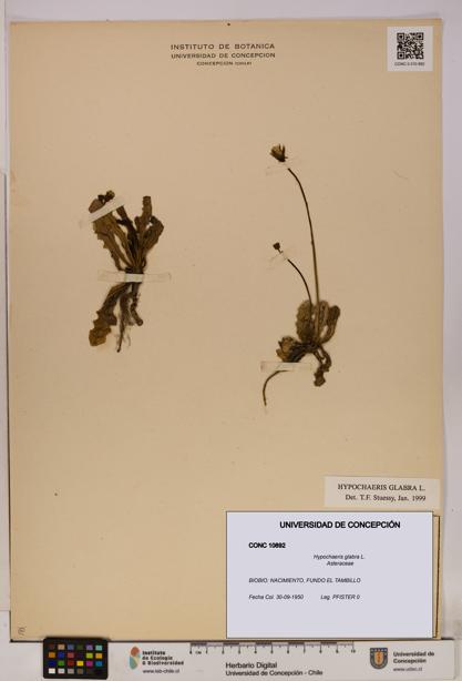 Hypochaeris glabra [Espécimen: UDEC:CONC:0010892]