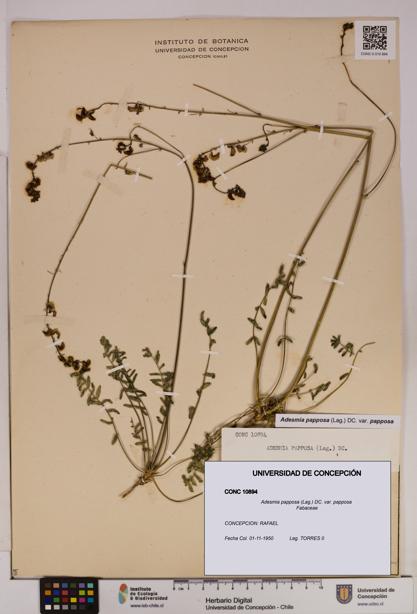 Adesmia papposa var. papposa [Espécimen: UDEC:CONC:0010894]