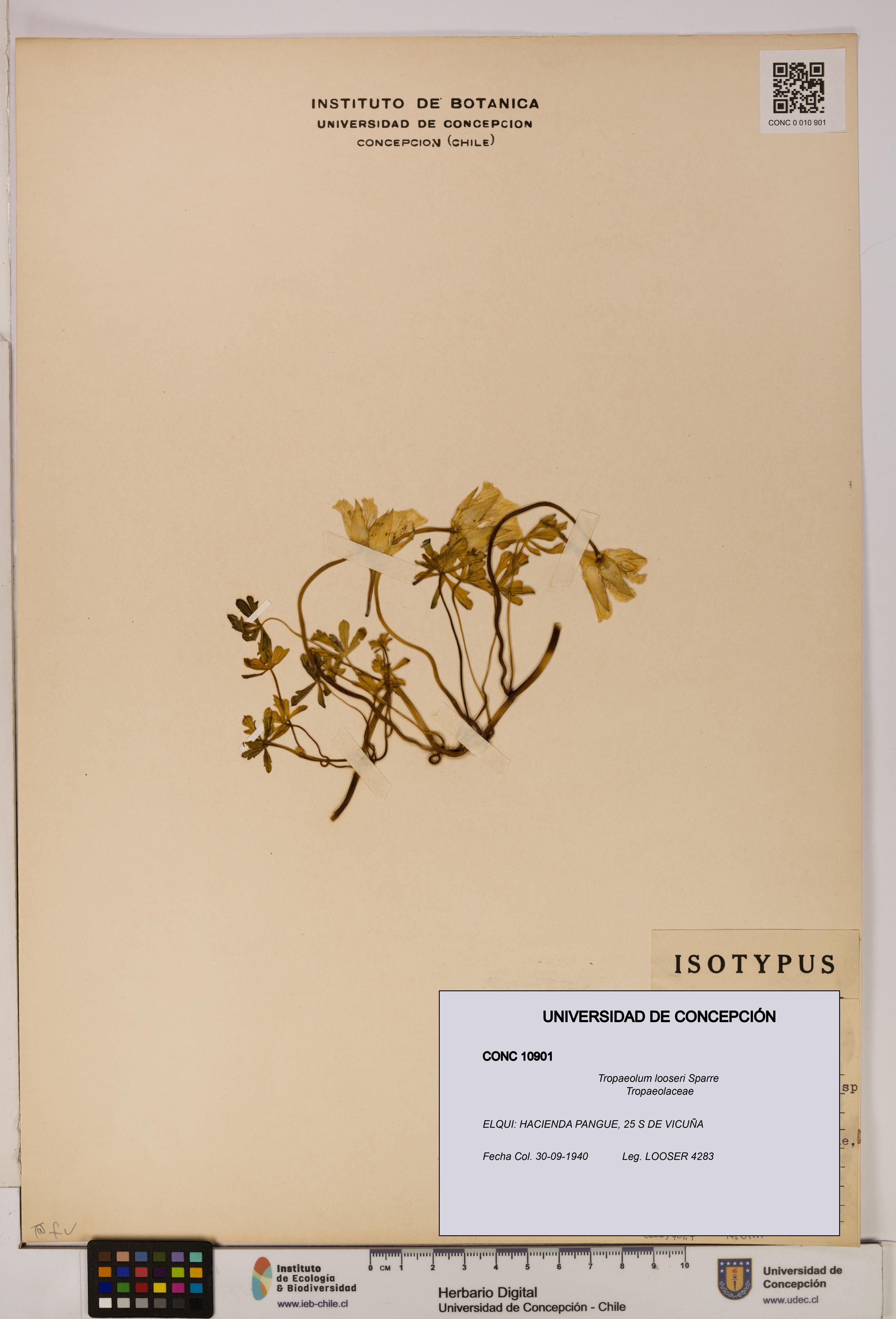 Tropaeolum looseri [Espécimen: UDEC:CONC:0010901]
