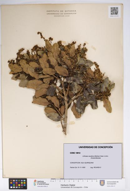 Lithraea caustica [Espécimen: UDEC:CONC:0010912]