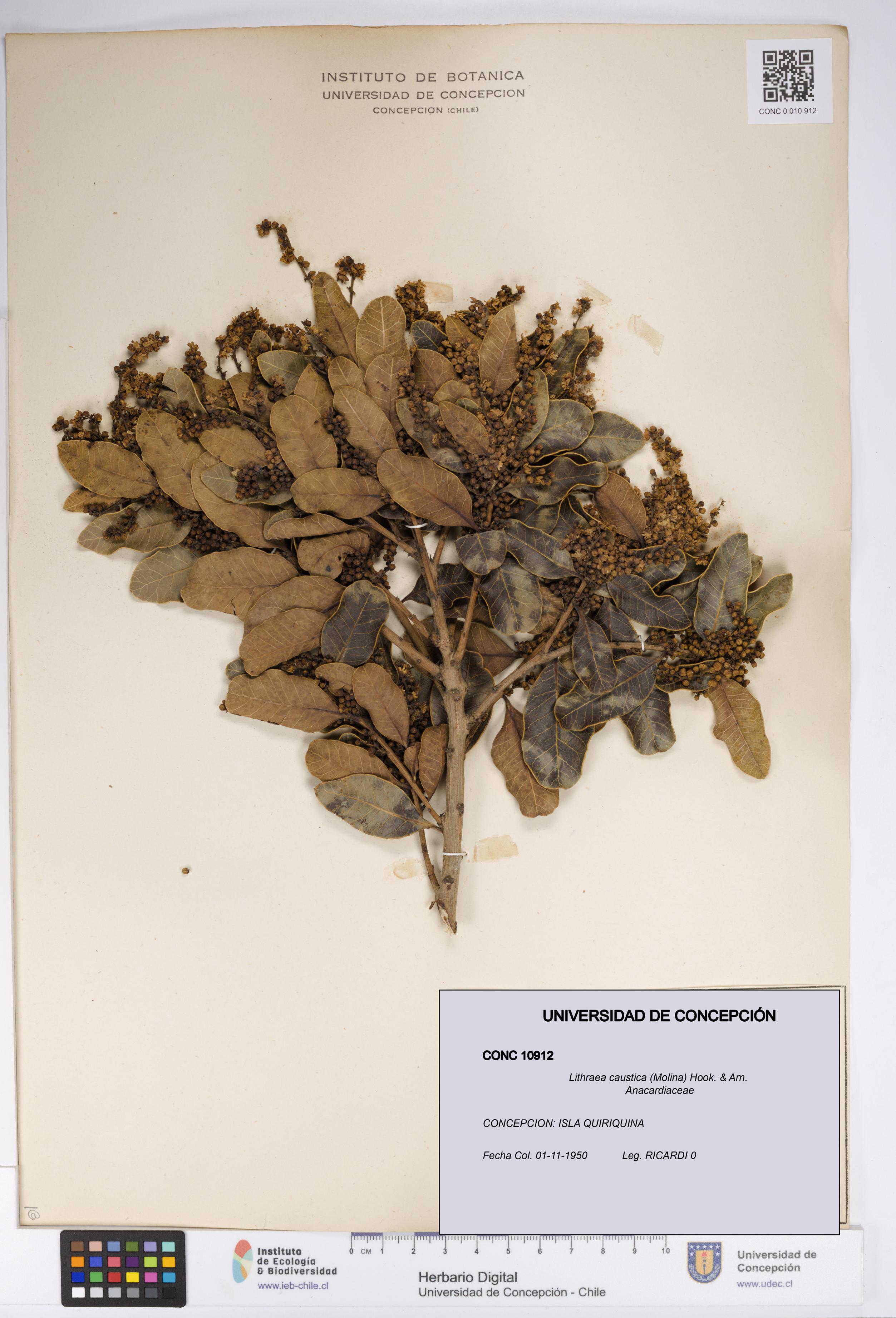 Lithraea caustica [Espécimen: UDEC:CONC:0010912]