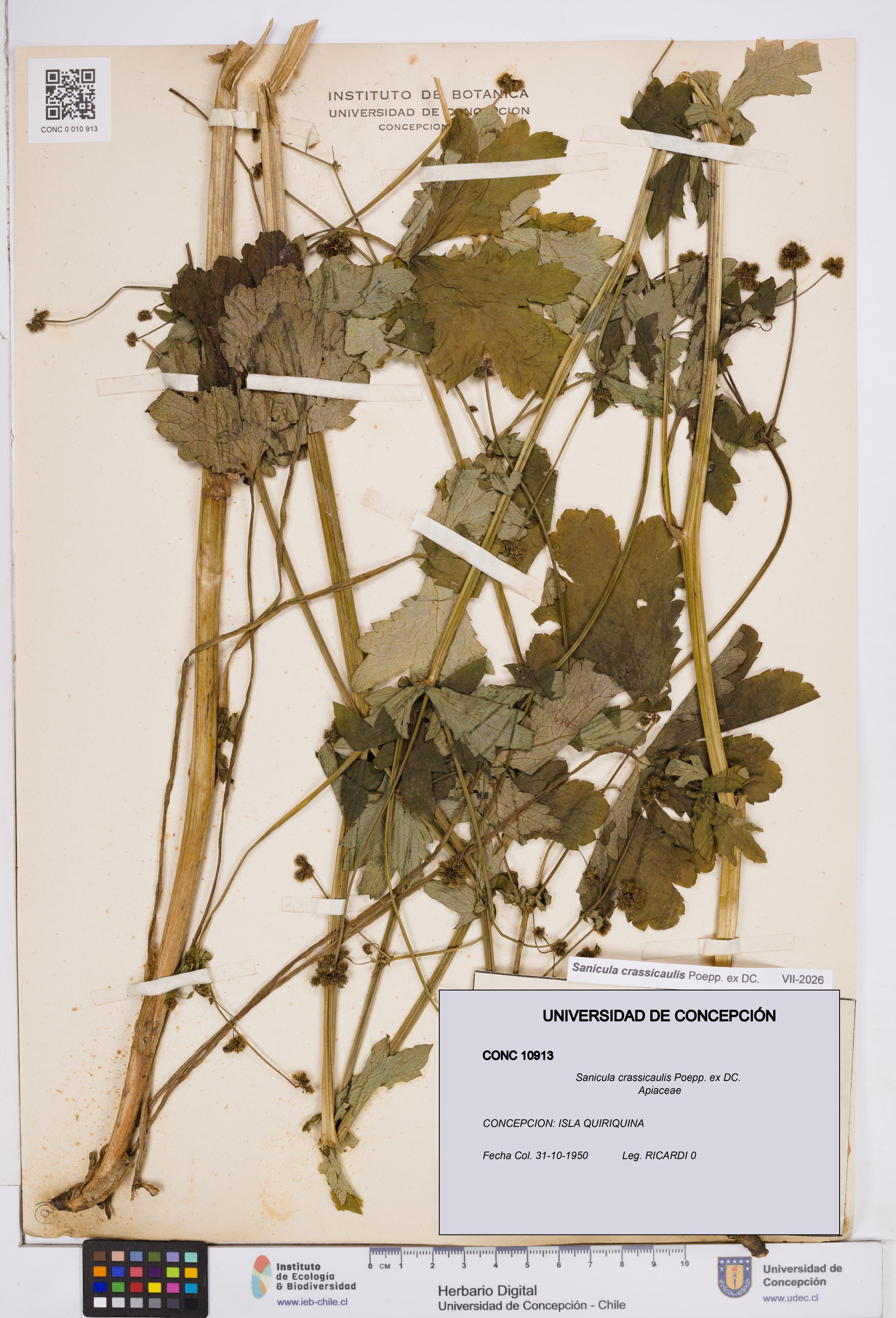 Sanicula crassicaulis [Espécimen: ]