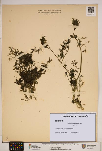 Anthriscus caucalis [Espécimen: ]
