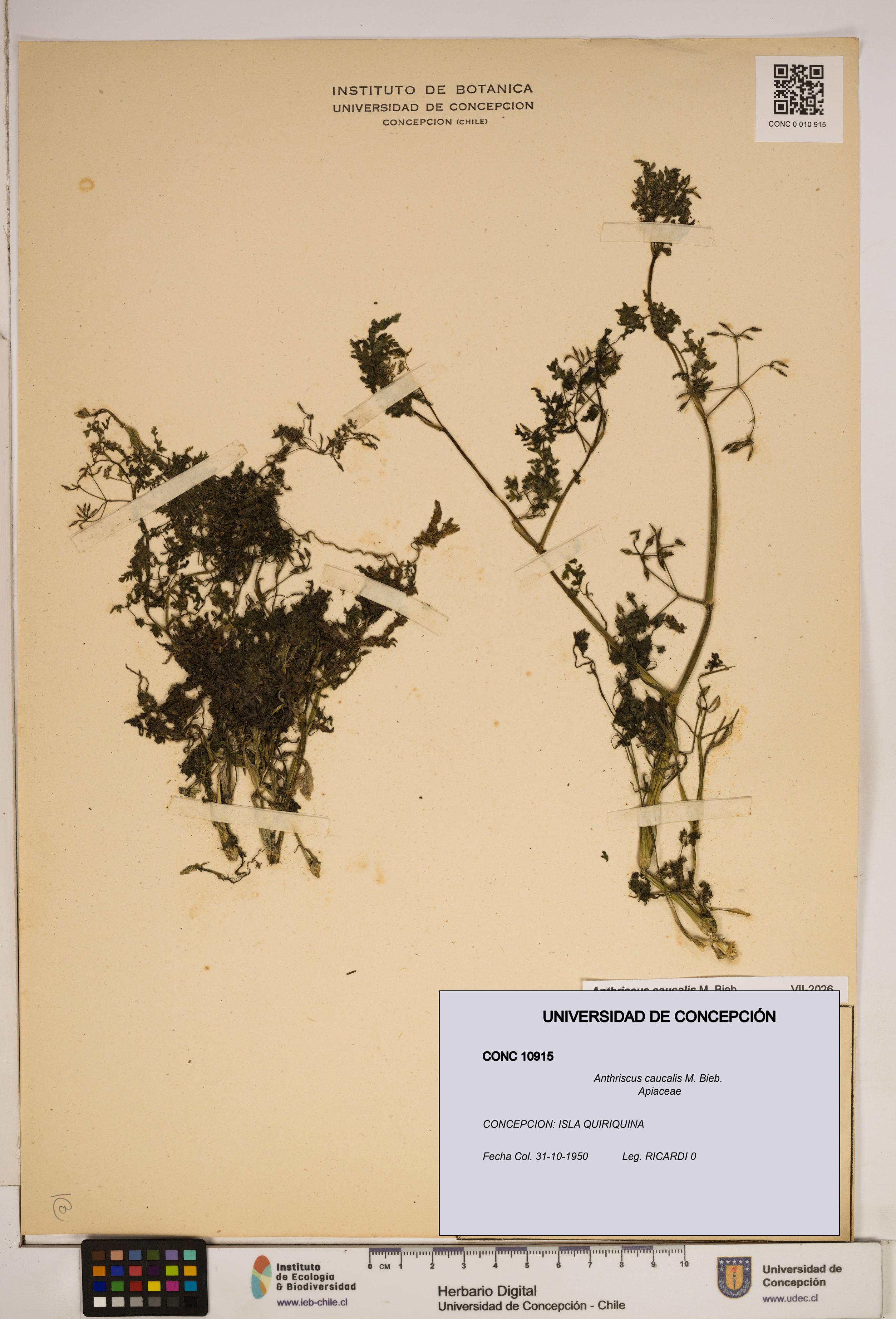 Anthriscus caucalis [Espécimen: ]