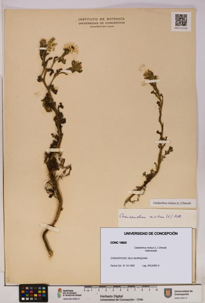 Cladanthus mixtus [Espécimen: UDEC:CONC:0010923]