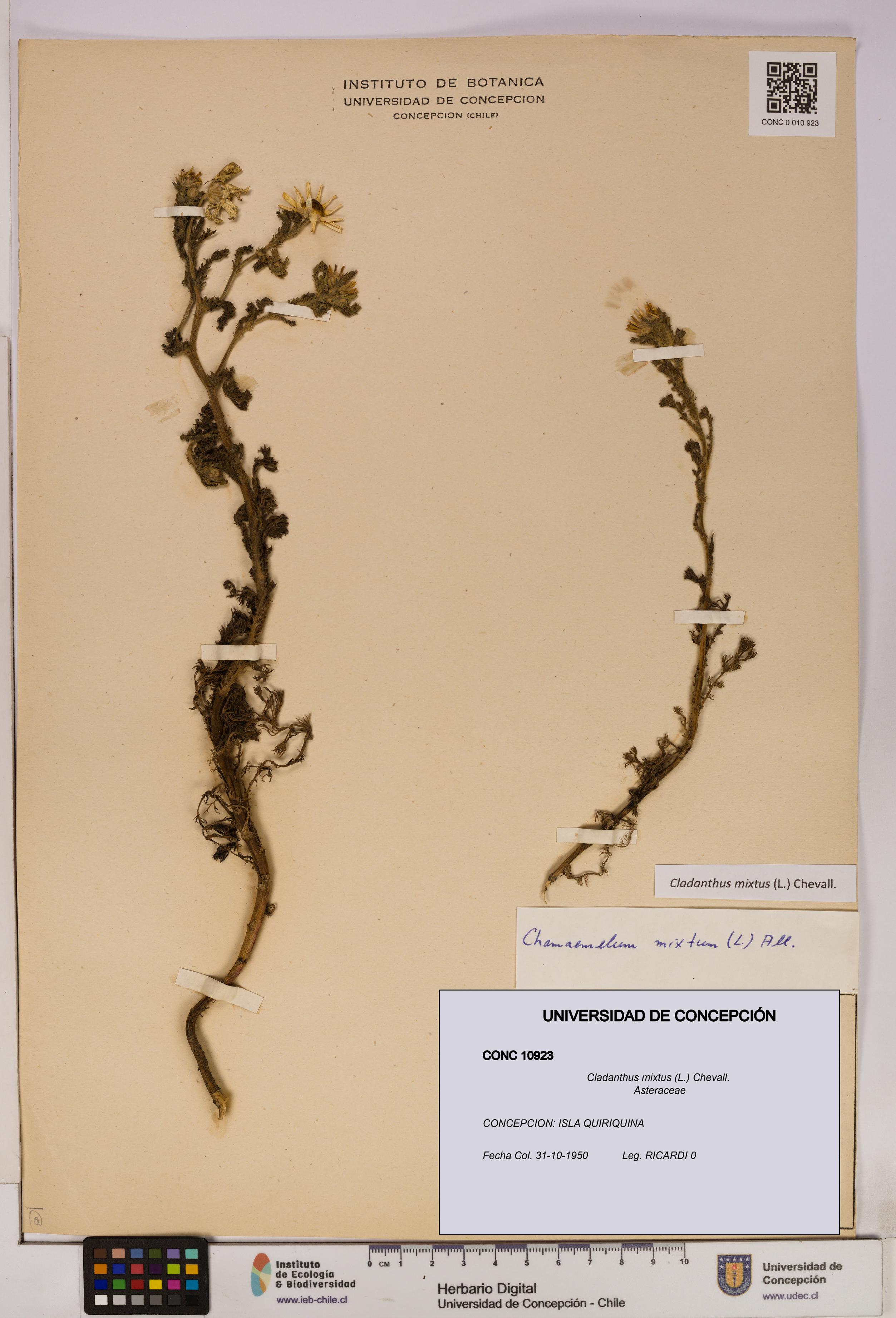 Cladanthus mixtus [Espécimen: UDEC:CONC:0010923]