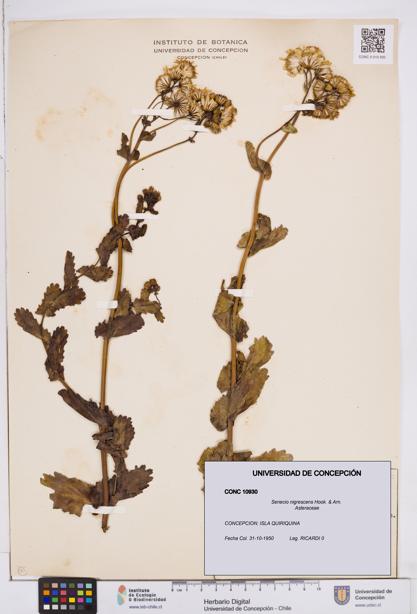 Senecio nigrescens [Espécimen: ]