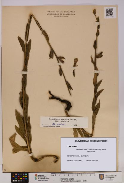 Oenothera stricta subsp. stricta [Espécimen: UDEC:CONC:0010938]
