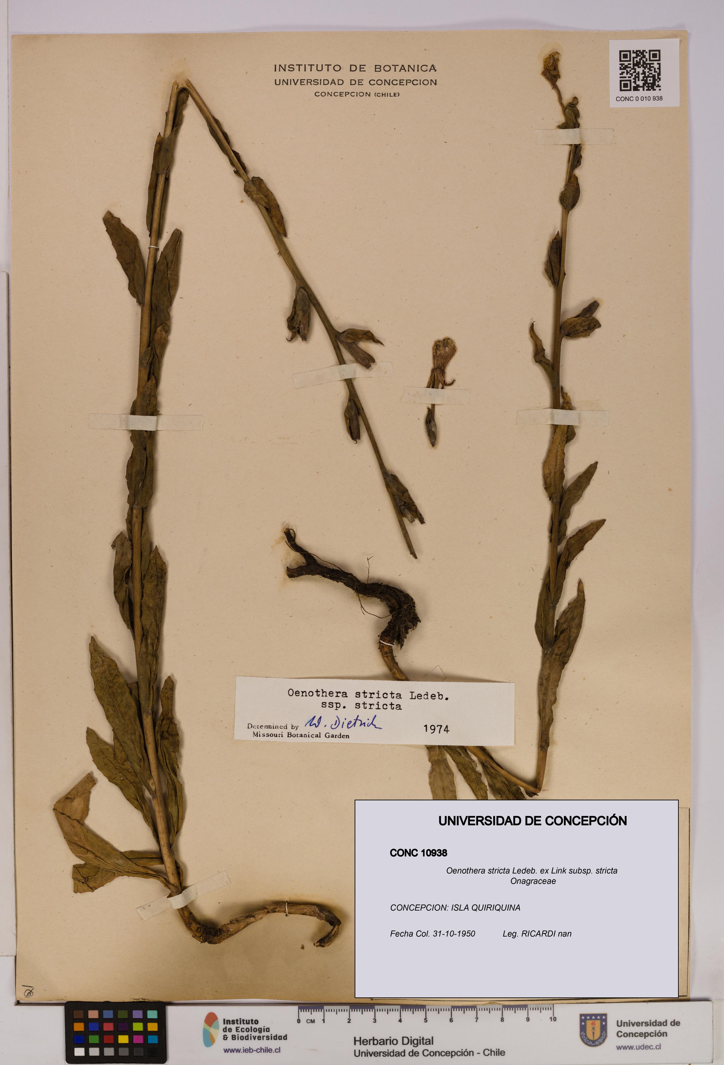 Oenothera stricta subsp. stricta [Espécimen: UDEC:CONC:0010938]