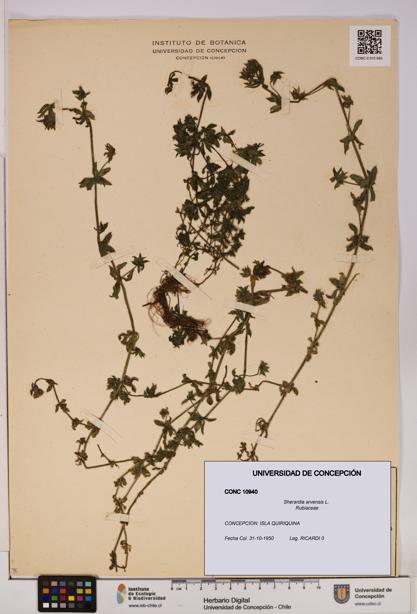 Sherardia arvensis [Espécimen: UDEC:CONC:0010940]