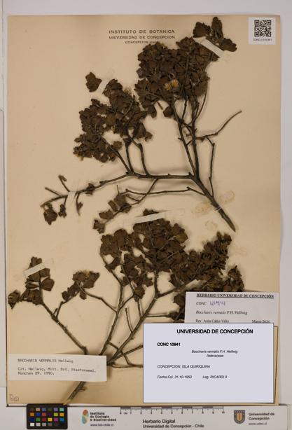 Baccharis vernalis [Espécimen: UDEC:CONC:0010941]