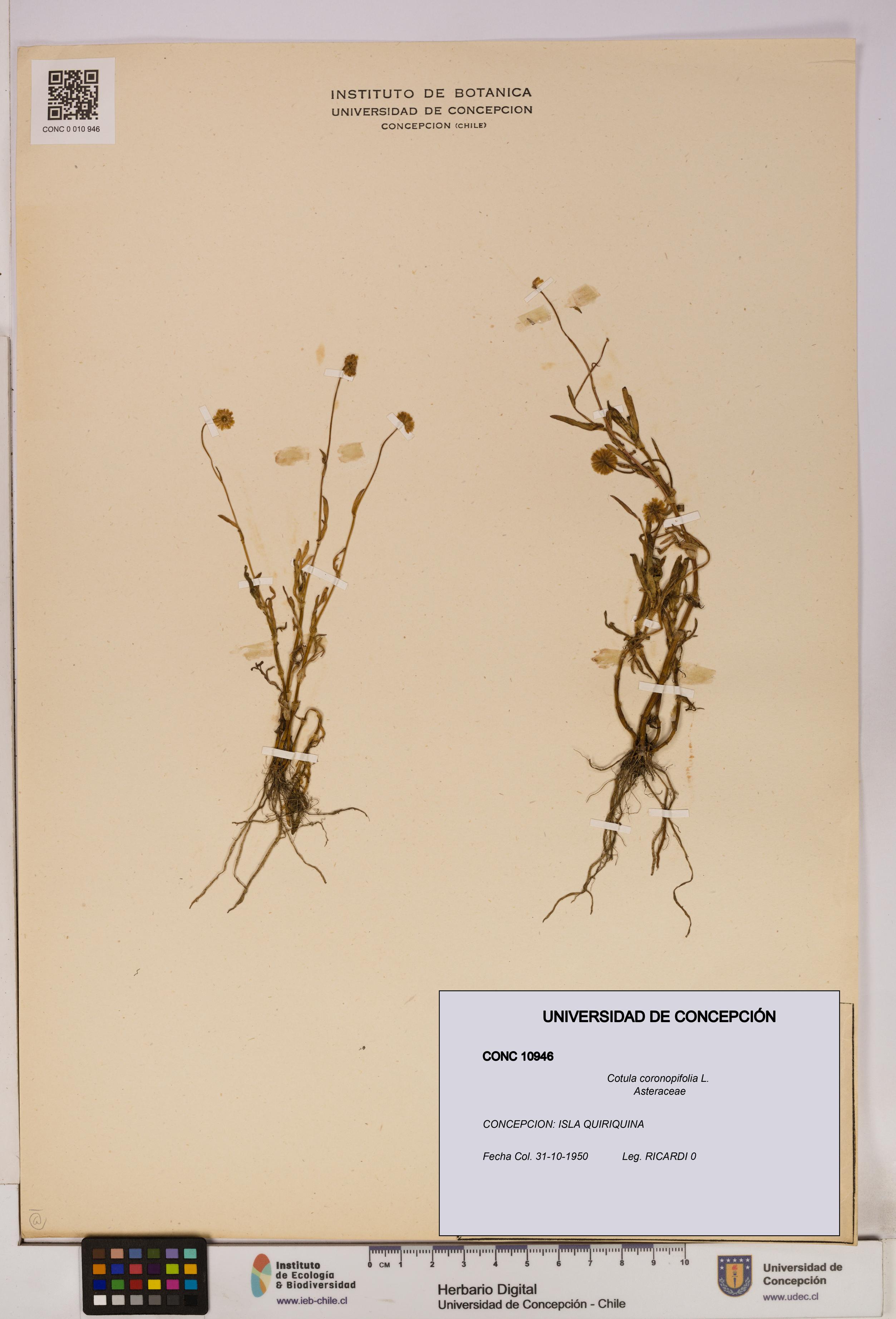 Cotula coronopifolia [Espécimen: UDEC:CONC:0010946]