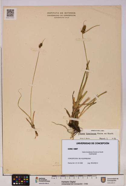 Carex bracteosa [Espécimen: UDEC:CONC:0010957]