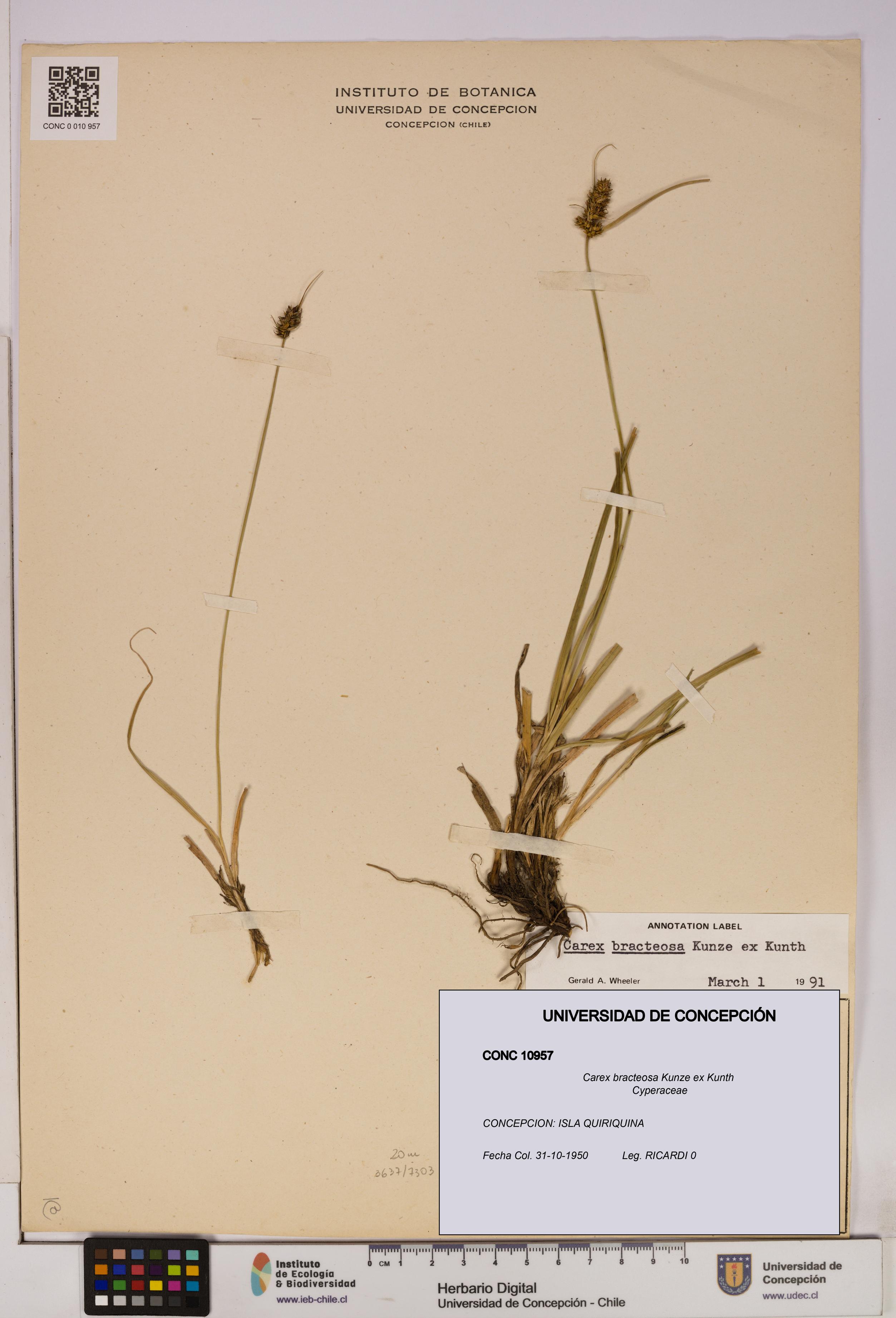 Carex bracteosa [Espécimen: UDEC:CONC:0010957]