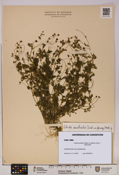 Cotula australis [Espécimen: UDEC:CONC:0010964]