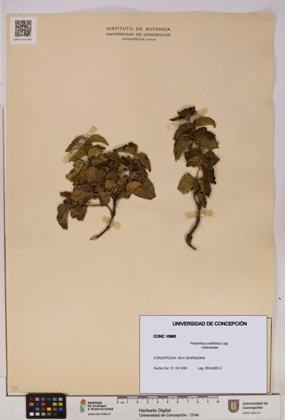 Podanthus ovatifolius [Espécimen: ]