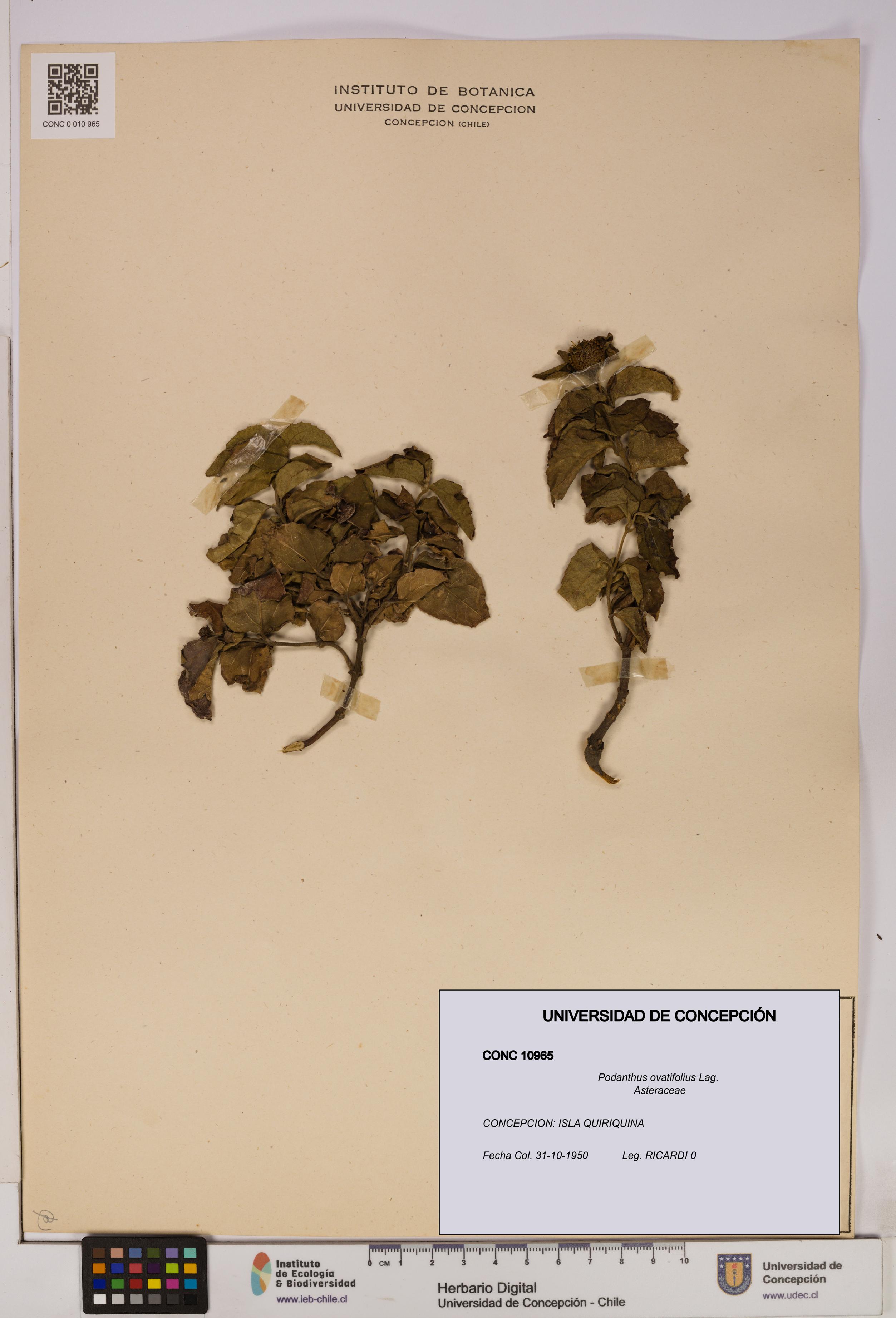 Podanthus ovatifolius [Espécimen: ]