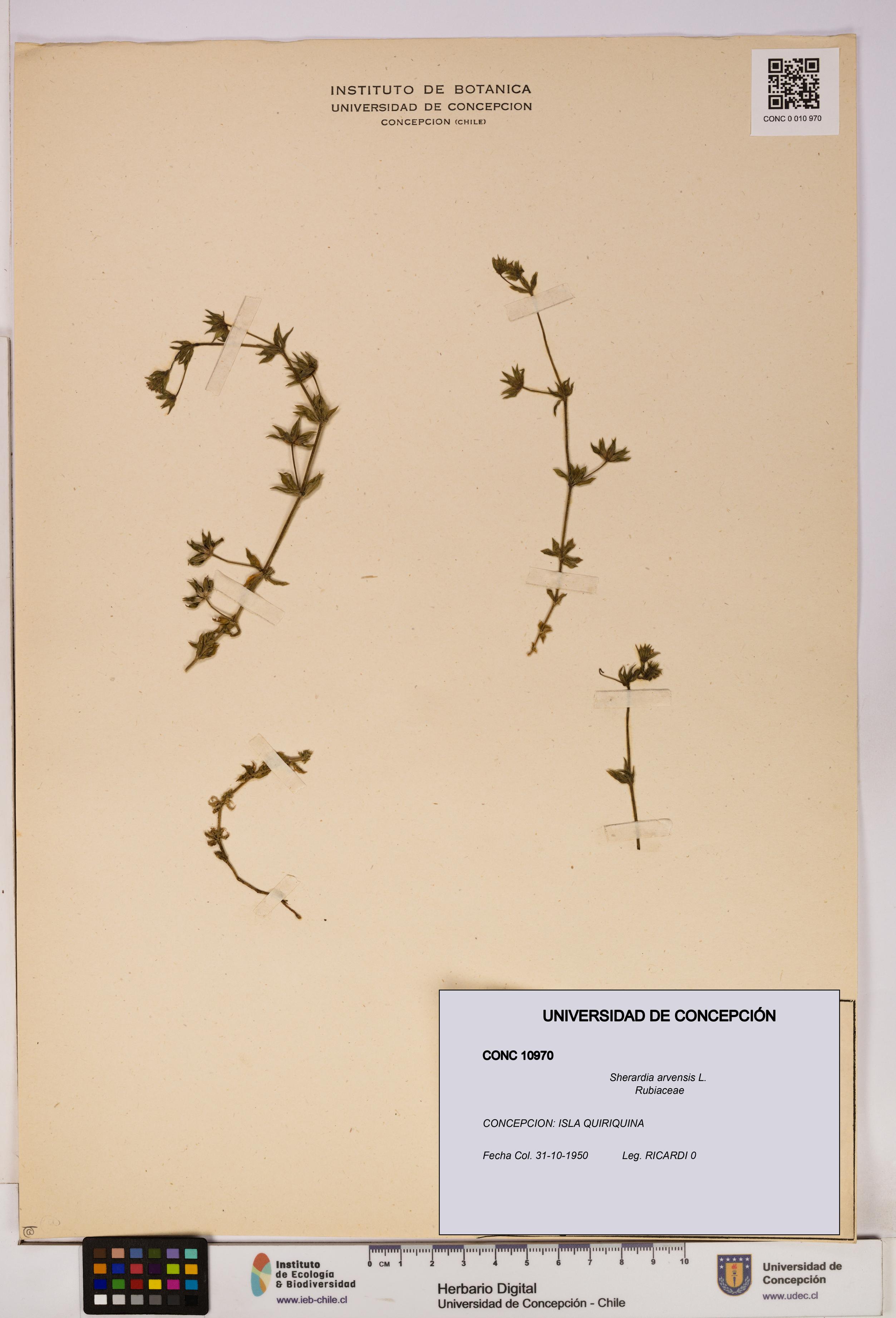 Sherardia arvensis [Espécimen: UDEC:CONC:0010970]