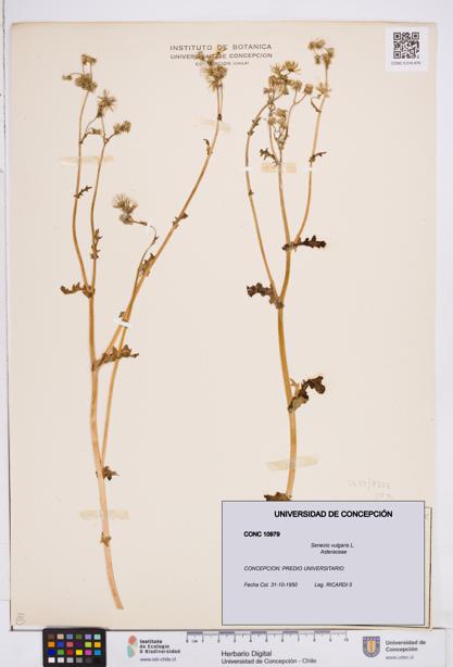 Senecio vulgaris [Espécimen: ]