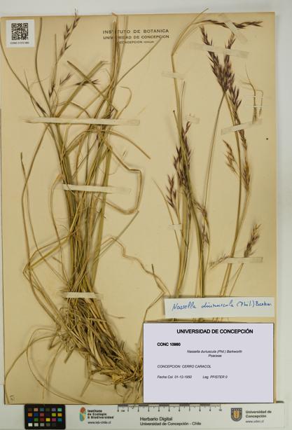 Nassella duriuscula [Espécimen: UDEC:CONC:0010980]