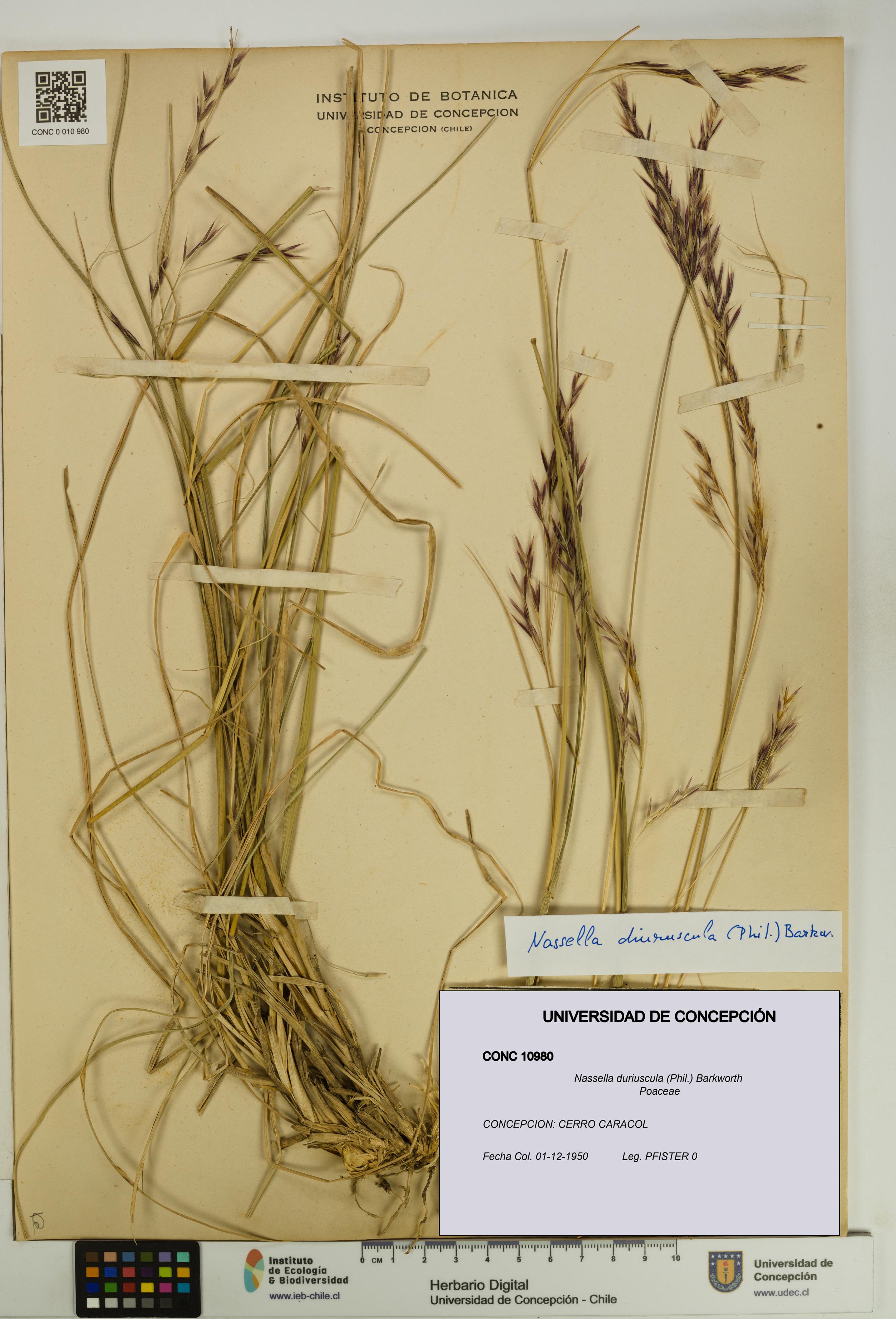 Nassella duriuscula [Espécimen: UDEC:CONC:0010980]