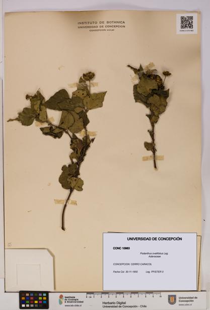 Podanthus ovatifolius [Espécimen: ]