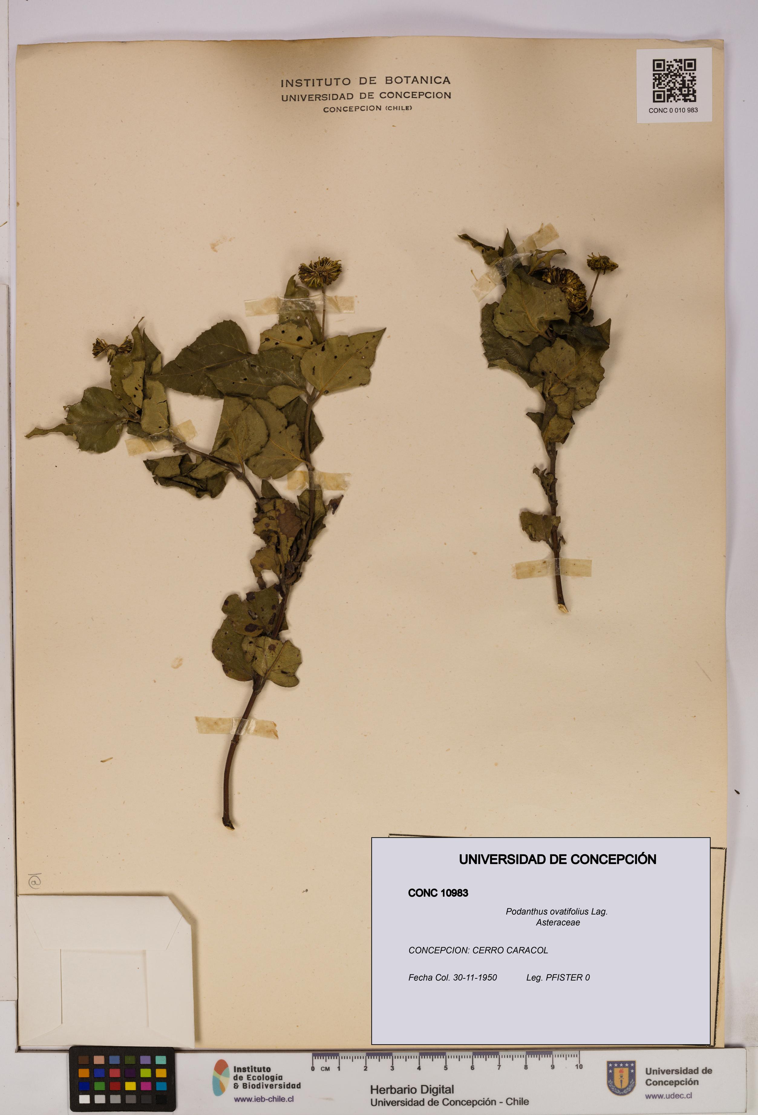 Podanthus ovatifolius [Espécimen: ]