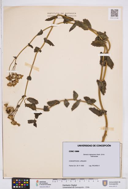 Senecio nigrescens [Espécimen: ]