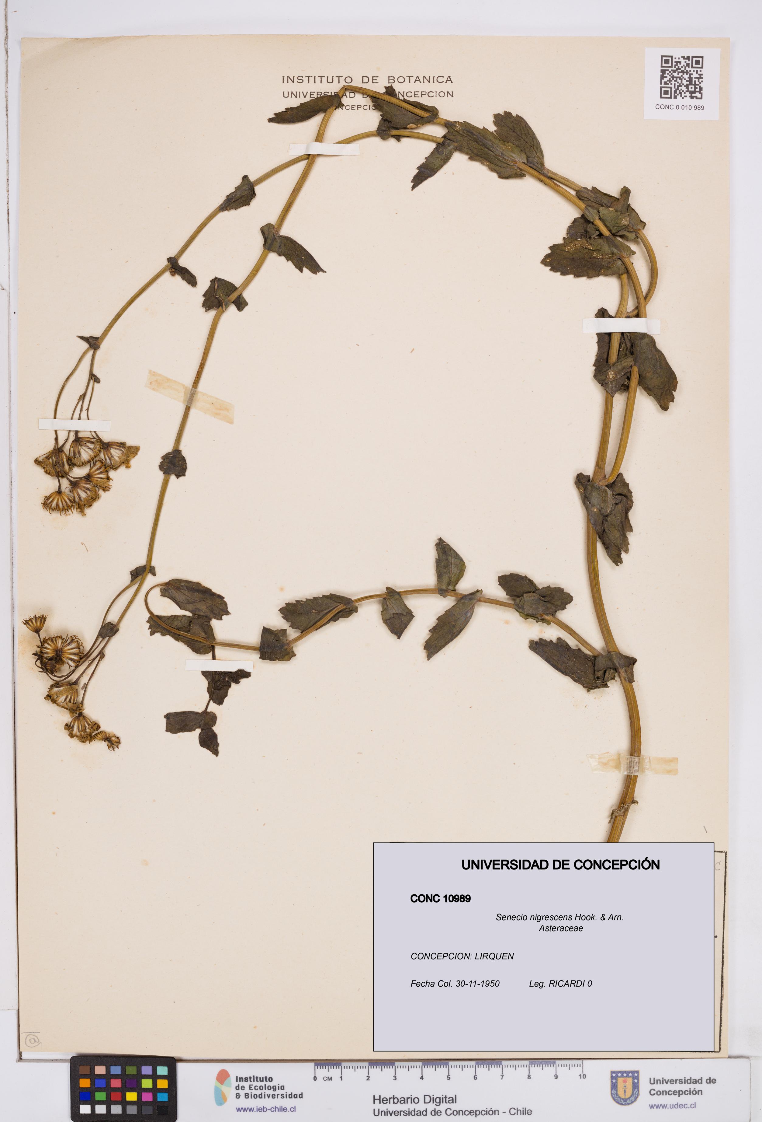 Senecio nigrescens [Espécimen: ]