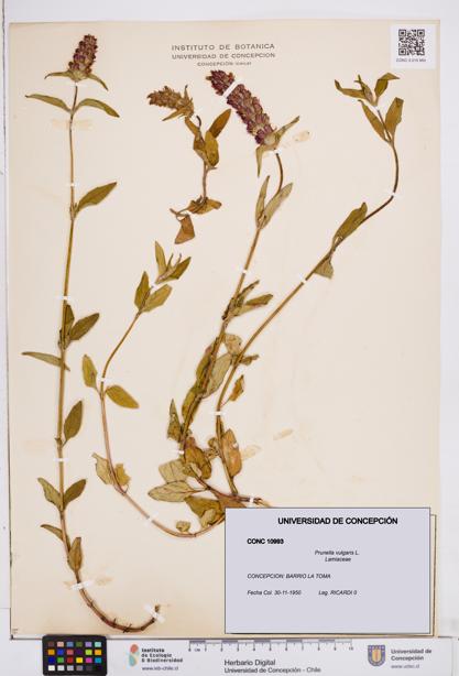 Prunella vulgaris [Espécimen: ]