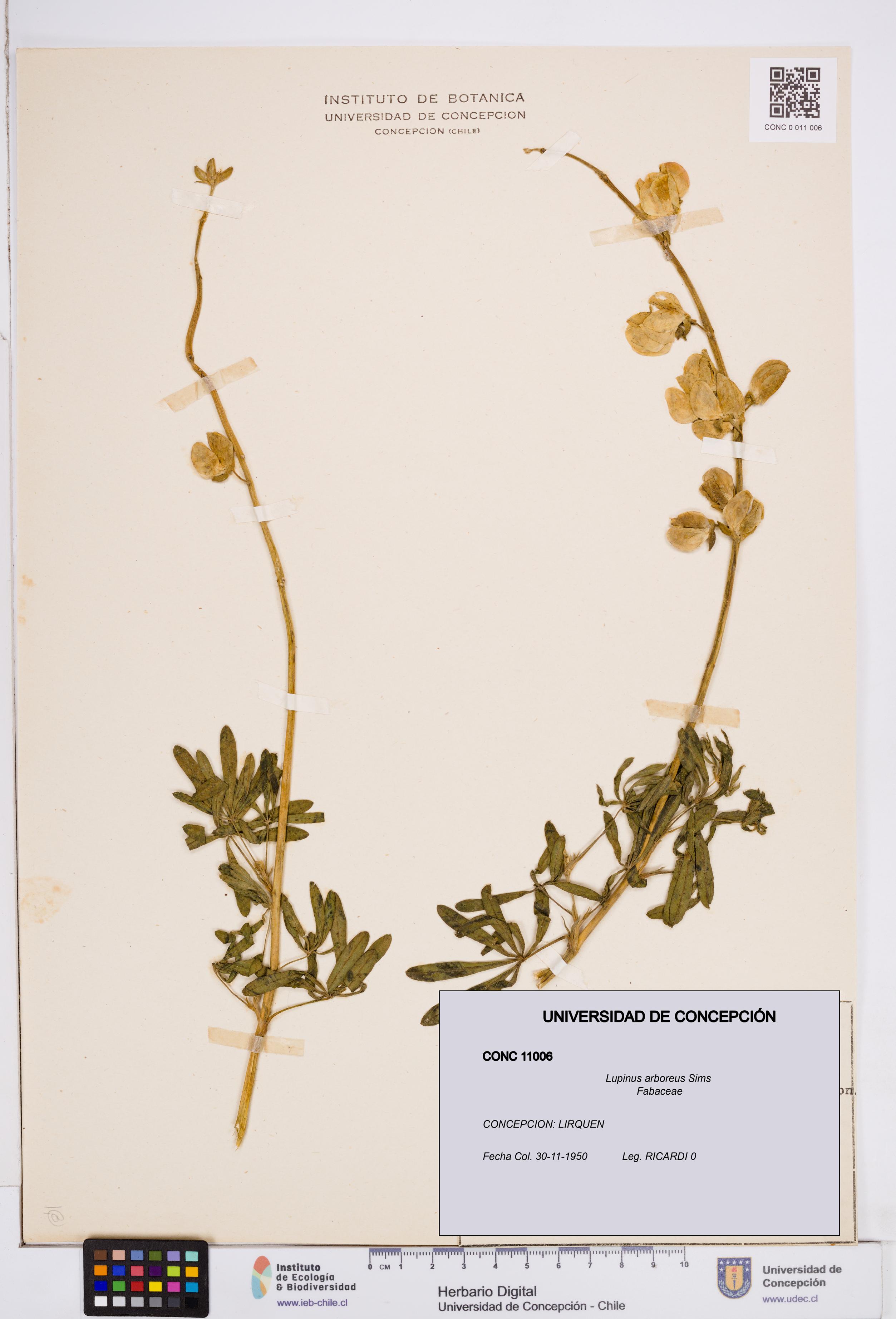 Lupinus arboreus [Espécimen: ]