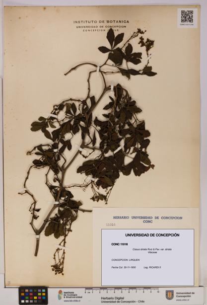 Cissus striata var. striata [Espécimen: UDEC:CONC:0011016]