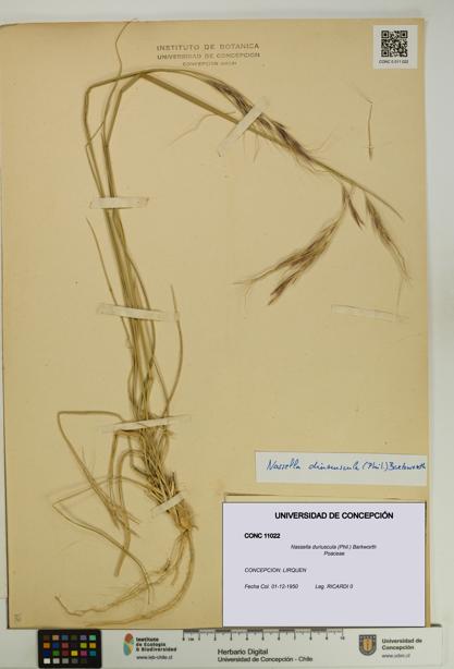 Nassella duriuscula [Espécimen: UDEC:CONC:0011022]