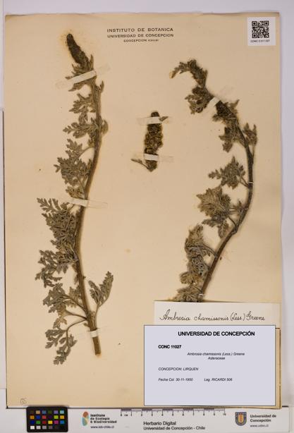 Ambrosia chamissonis [Espécimen: UDEC:CONC:0011027]