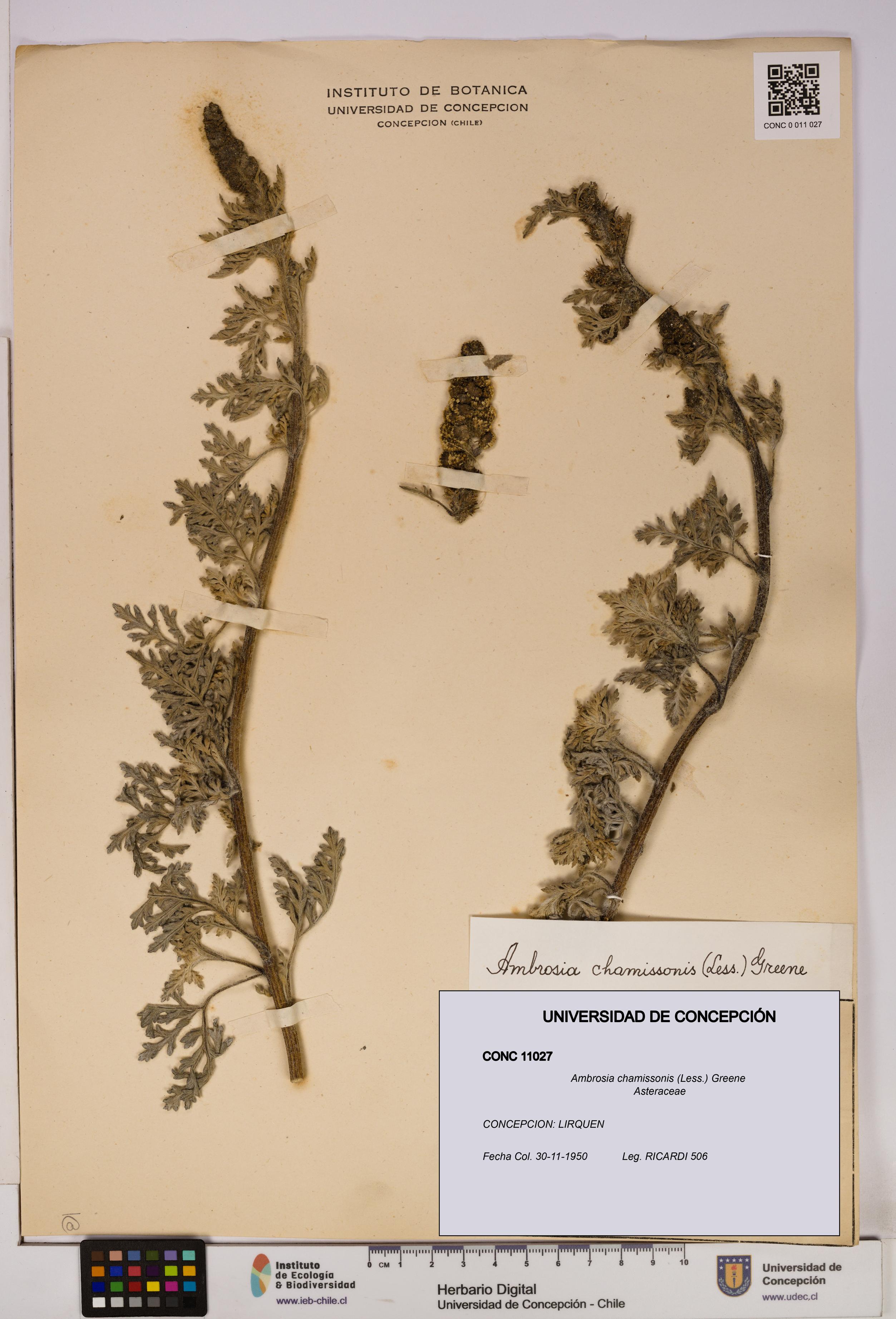 Ambrosia chamissonis [Espécimen: UDEC:CONC:0011027]