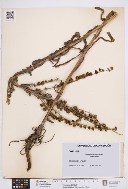 Cynoglossum creticum [Espécimen: ]