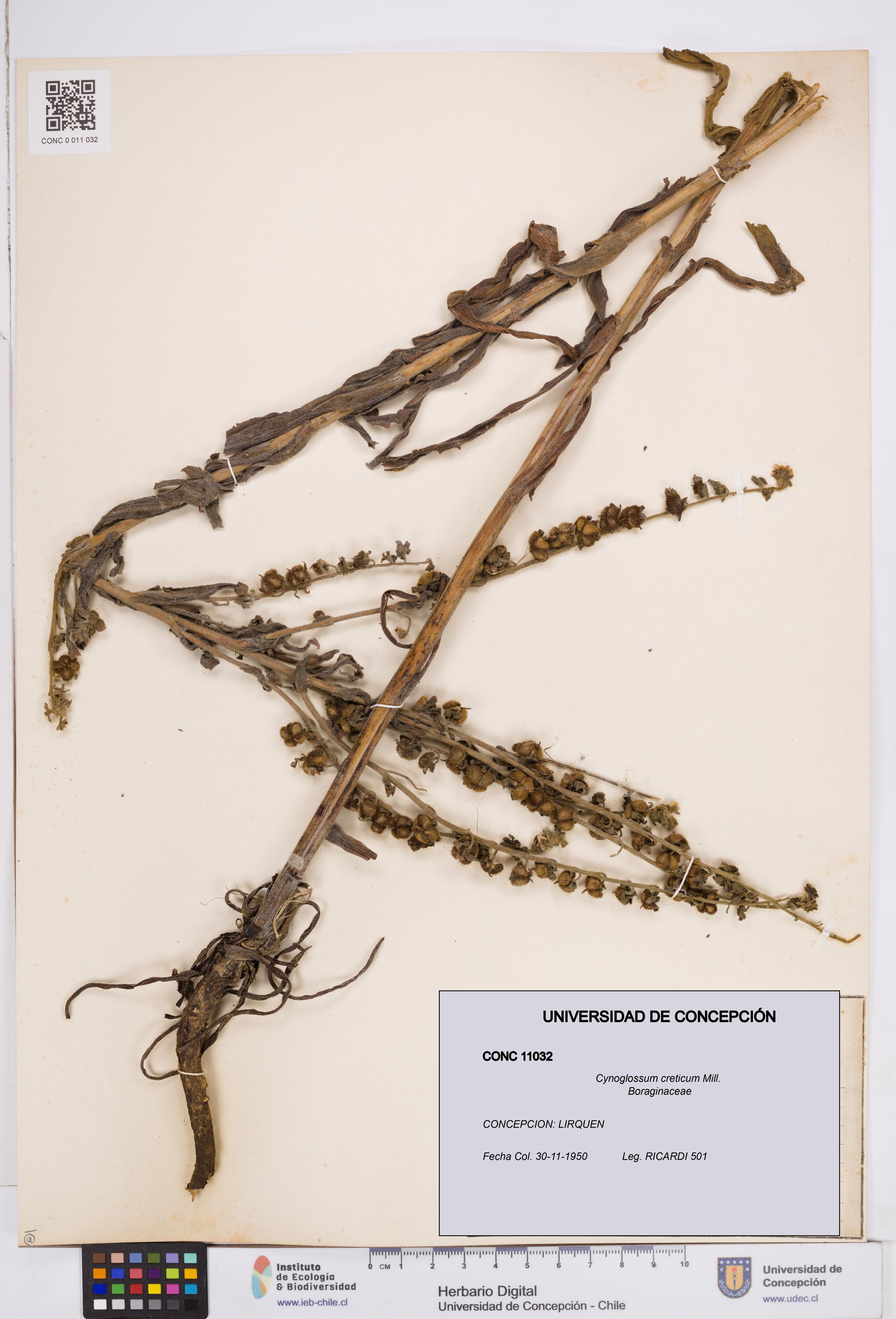 Cynoglossum creticum [Espécimen: ]
