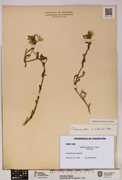 Cladanthus mixtus [Espécimen: UDEC:CONC:0011033]