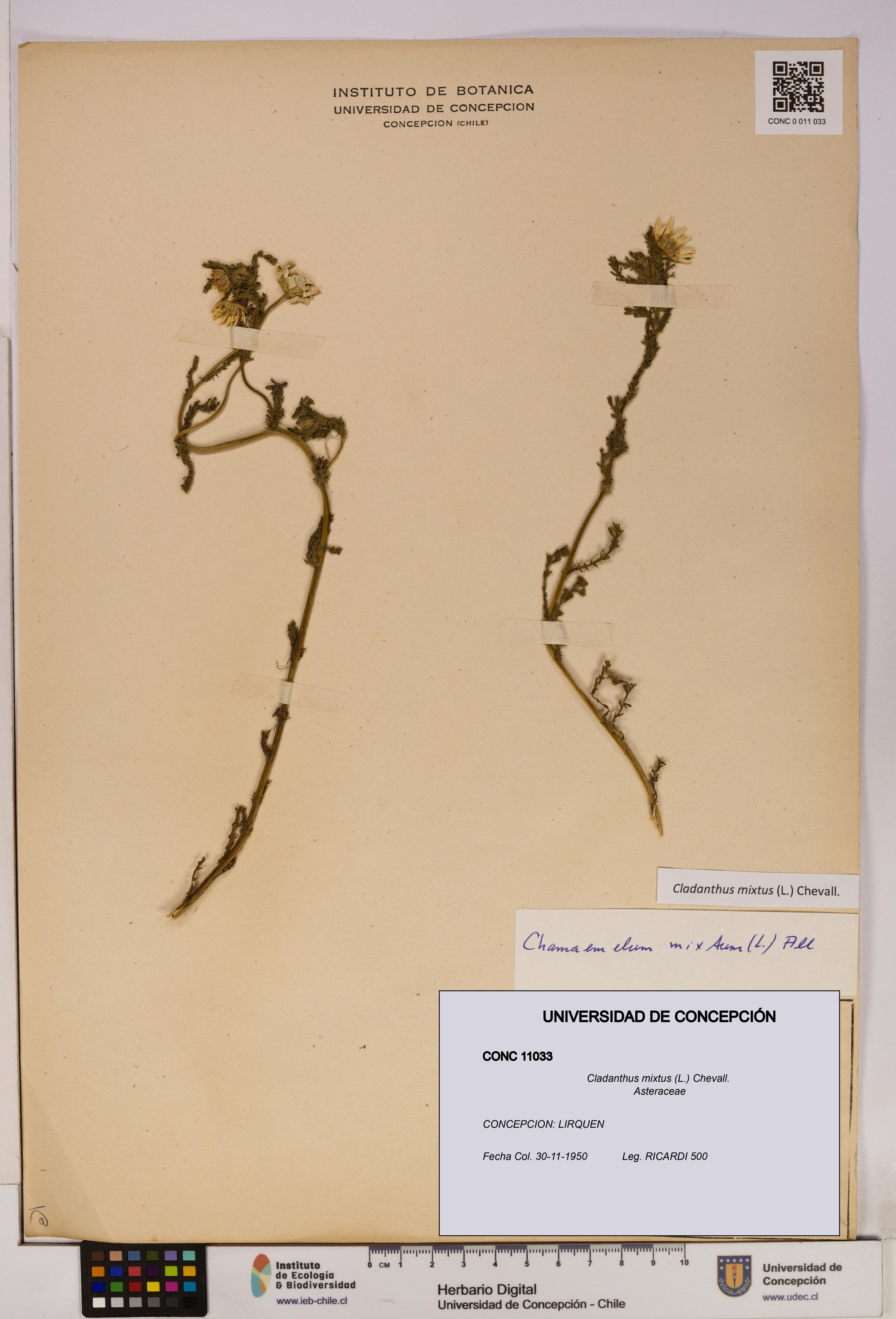 Cladanthus mixtus [Espécimen: UDEC:CONC:0011033]