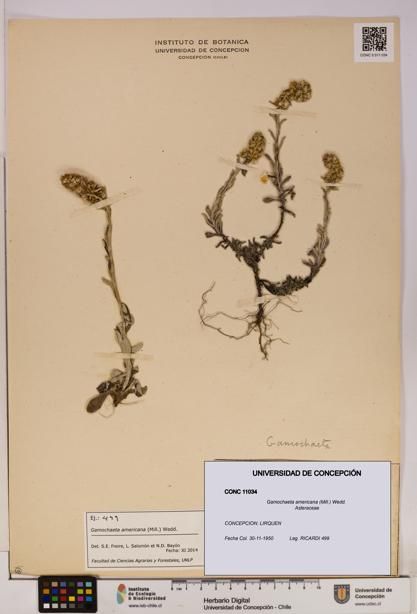 Gamochaeta americana [Espécimen: UDEC:CONC:0011034]