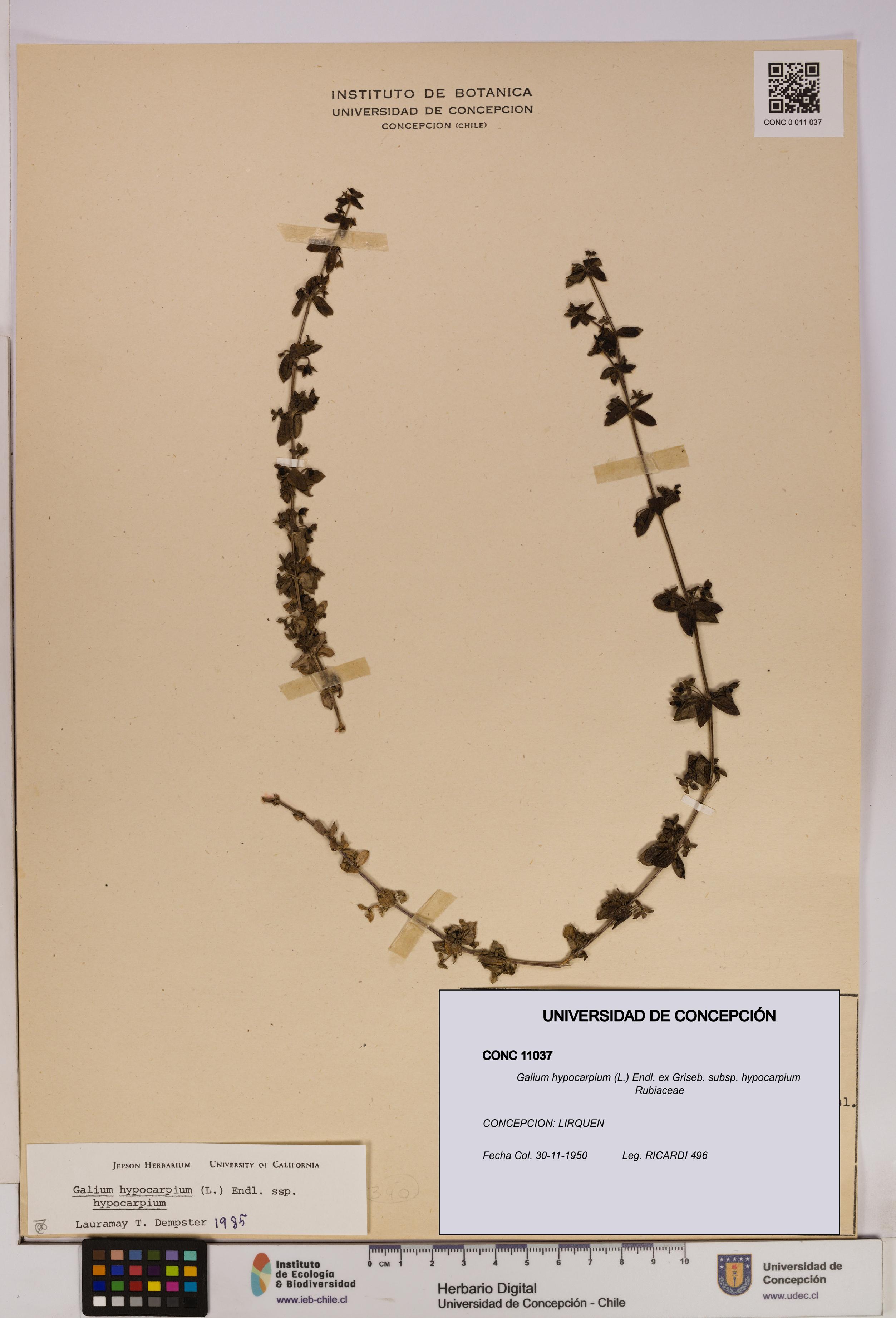 Galium hypocarpium subsp. hypocarpium [Espécimen: UDEC:CONC:0011037]