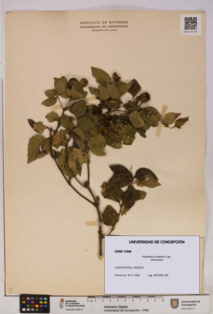 Podanthus ovatifolius [Espécimen: ]